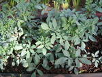 Ruta Graveolens